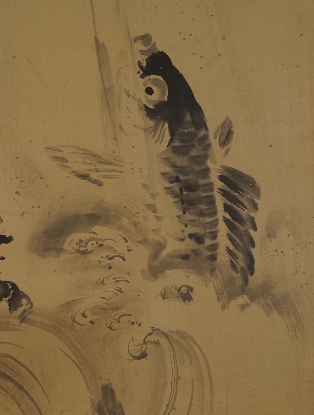 Koi am Wasserfall Koi Nahaufnahme 2